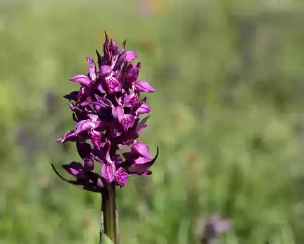 IMG_6031 Orchis alpestre